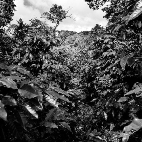 panama, coffee plantation, cafè ruiz