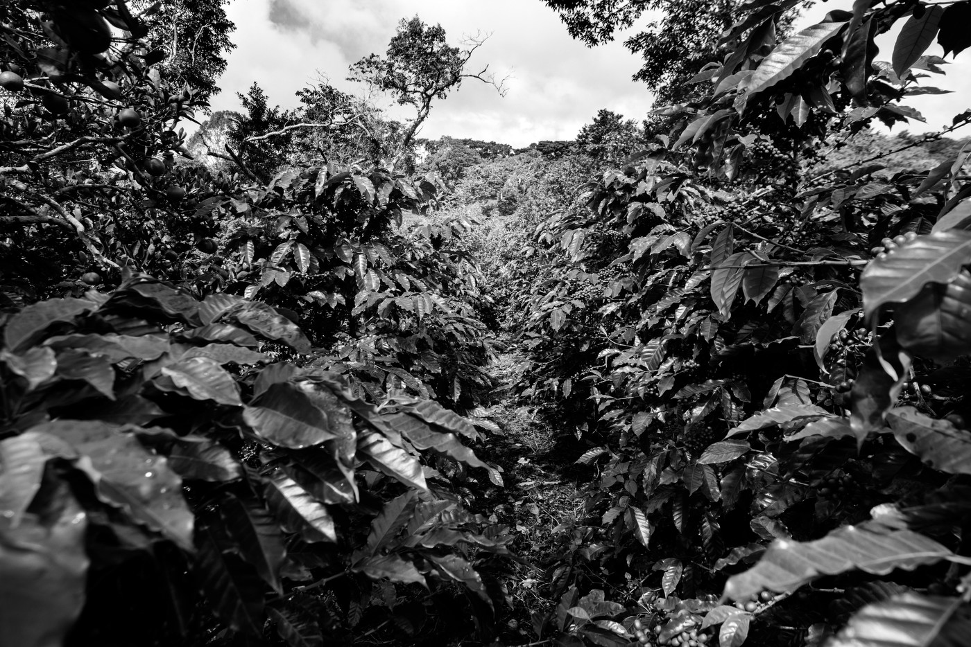 panama, coffee plantation, cafè ruiz